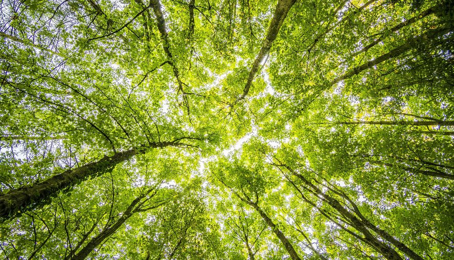 Canopy of trees
